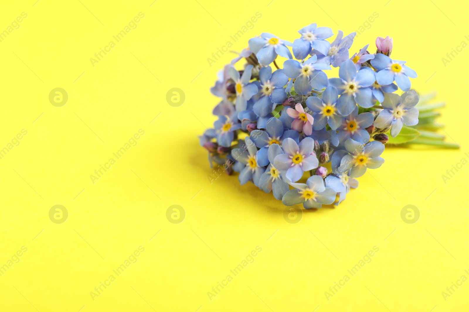 Photo of Beautiful forget-me-not flowers on color background, space for text