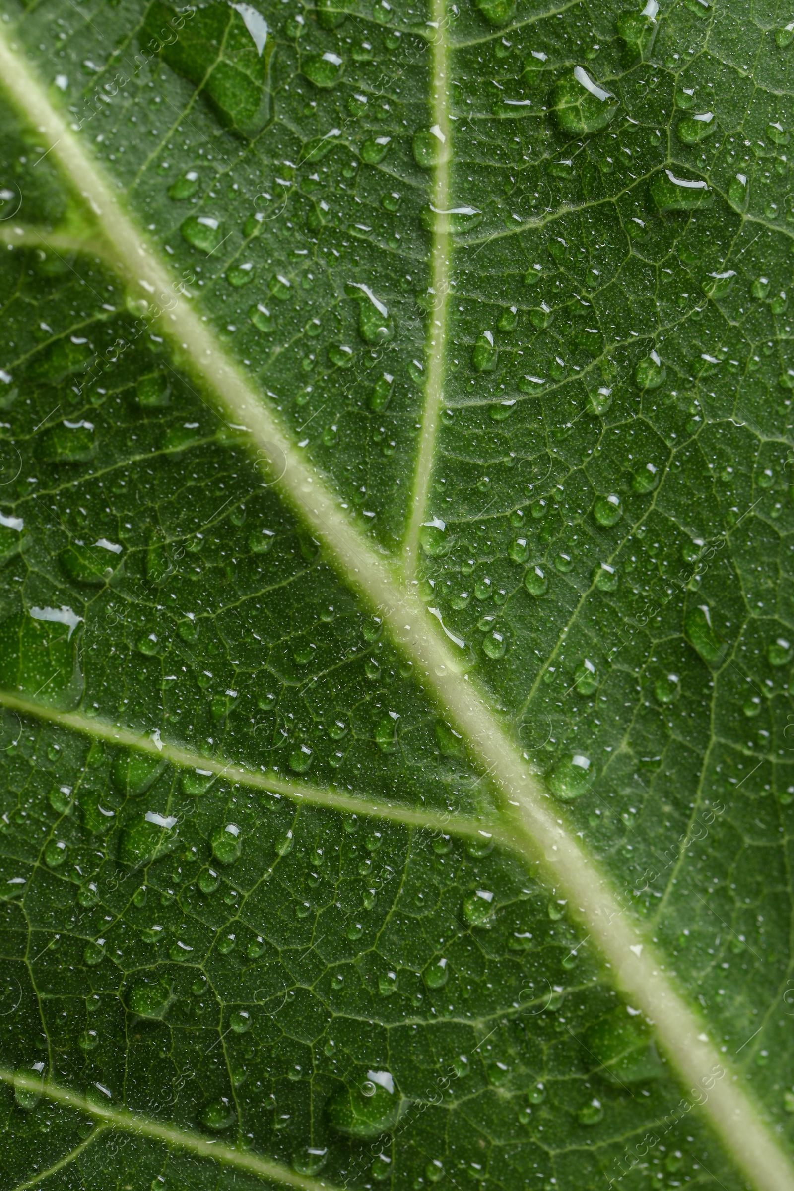 Photo of Macro photo of green leaf with water drops