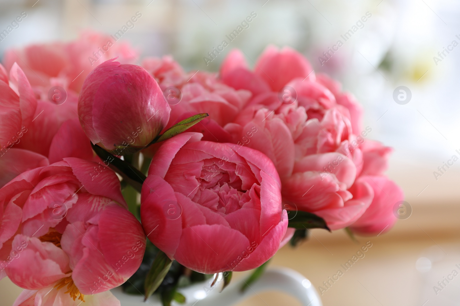 Photo of Beautiful peony bouquet on blurred background, closeup