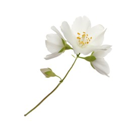 Photo of Beautiful flowers of jasmine plant isolated on white