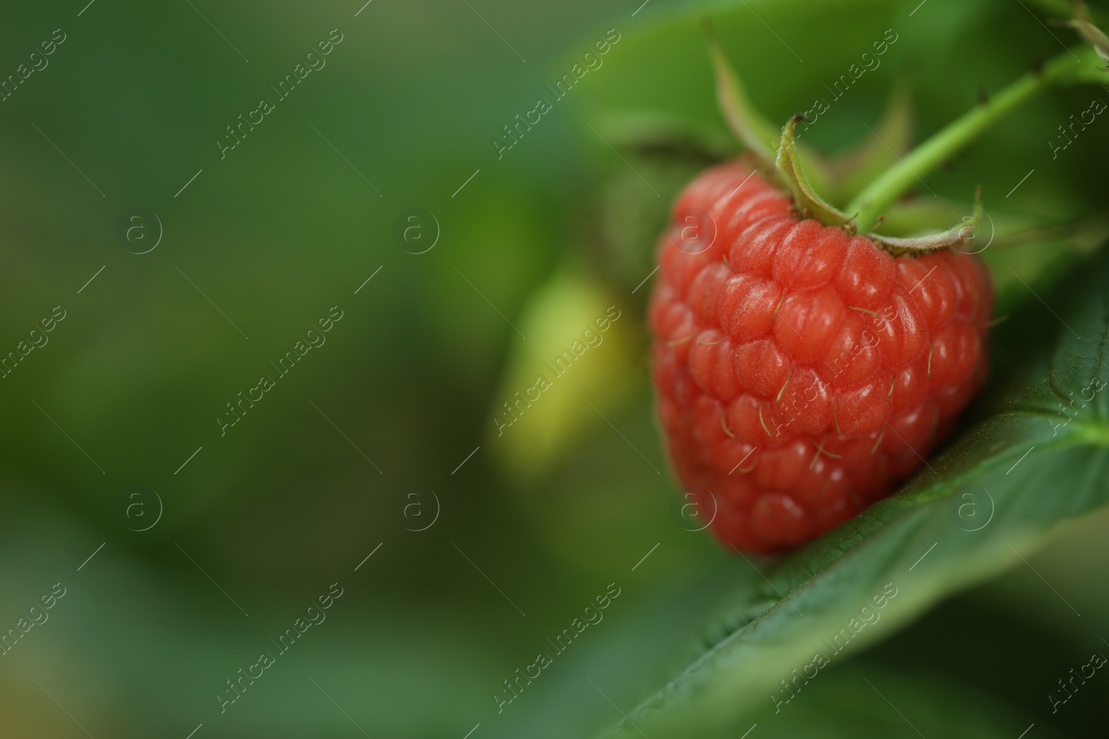 Photo of Raspberry bush with tasty ripe berry in garden, closeup