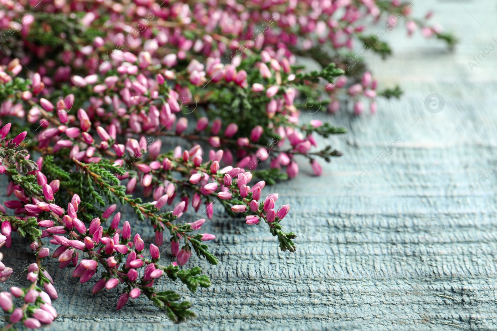 Photo of Heather branches with beautiful flowers on light blue wooden table, closeup