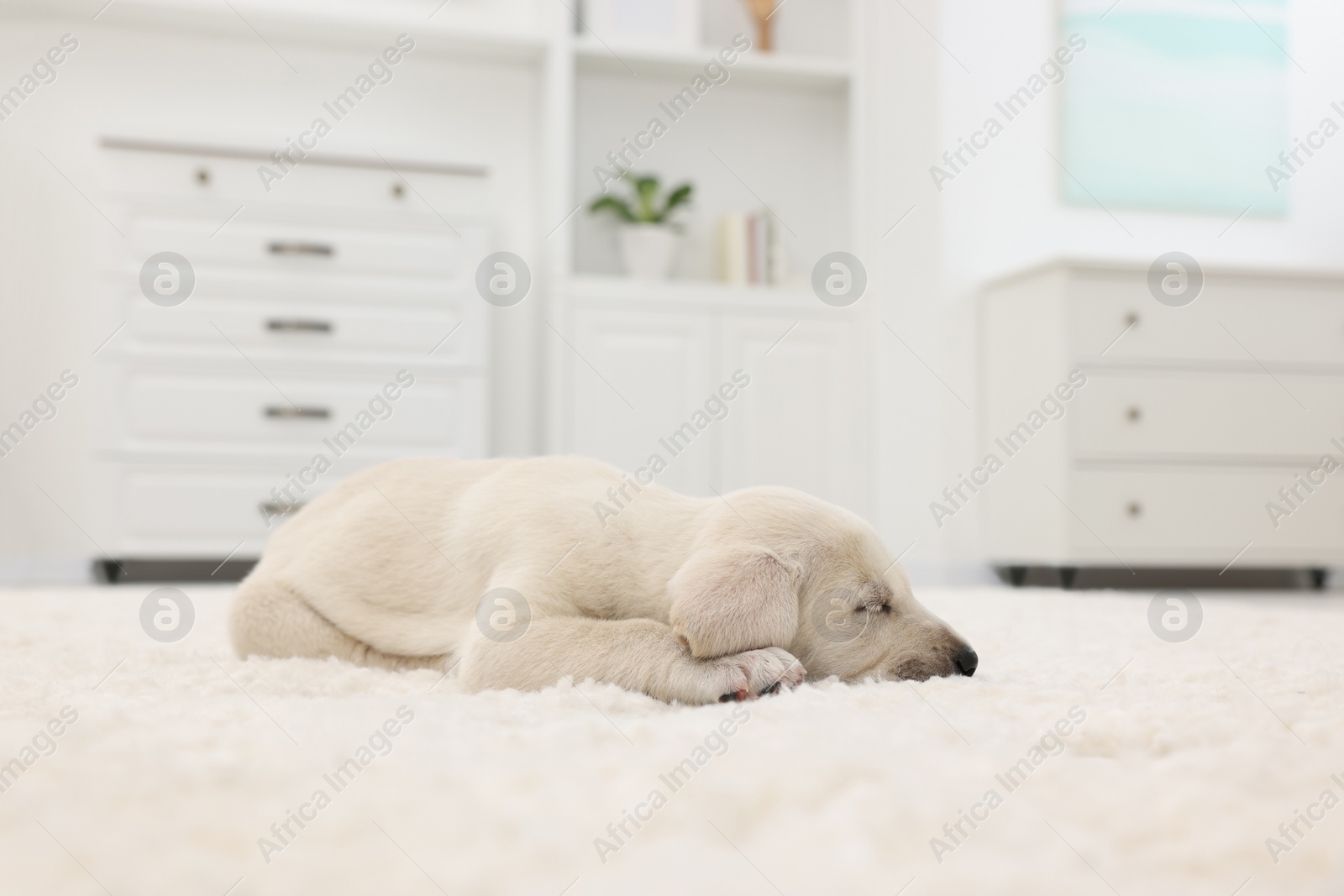 Photo of Cute little puppy lying on white carpet at home