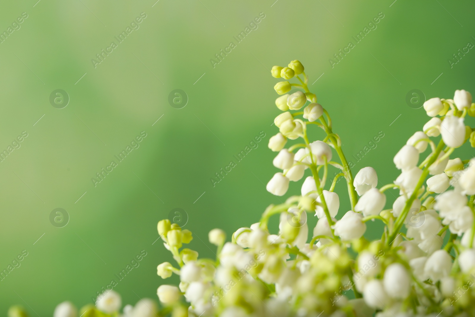 Photo of Beautiful lily of the valley flowers on green background, closeup. Space for text