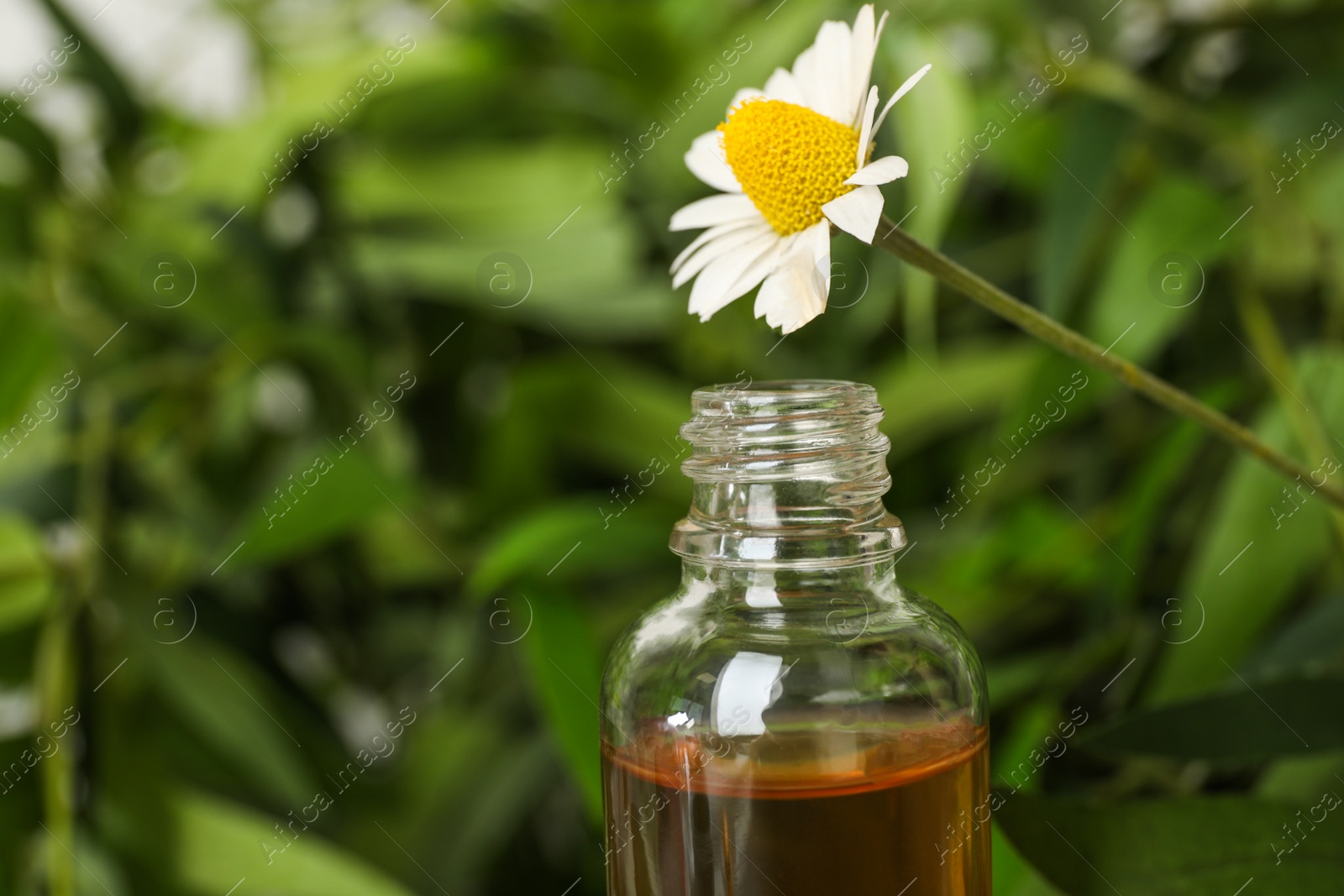 Photo of Chamomile flower over bottle with essential oil on blurred background, closeup. Space for text