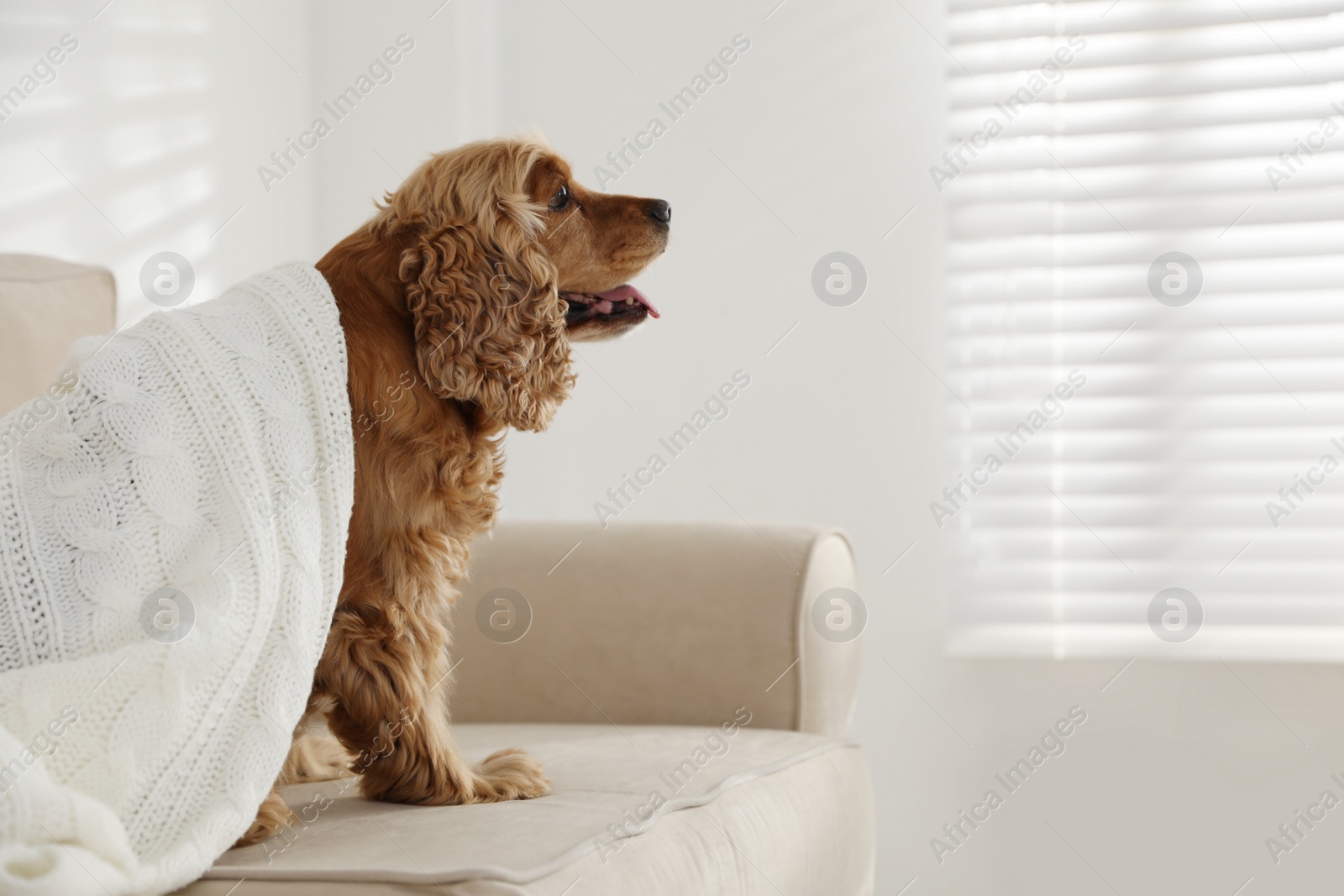 Photo of Cute English cocker spaniel dog with plaid on sofa. Space for text