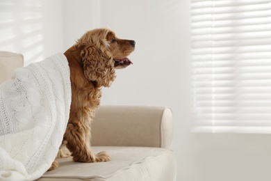 Cute English cocker spaniel dog with plaid on sofa. Space for text