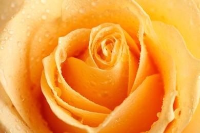 Photo of Beautiful yellow rose flower with water drops as background, closeup