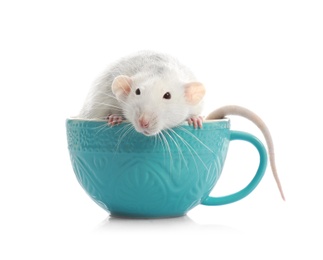 Photo of Cute little rat in cup on white background