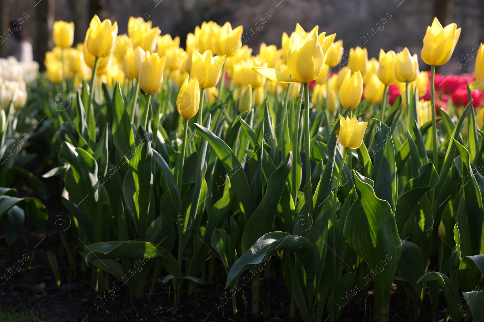 Photo of Beautiful yellow tulip flowers growing in park on sunny day, closeup