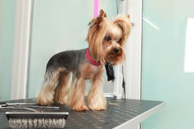 Photo of Cute little dog on grooming table in pet beauty salon