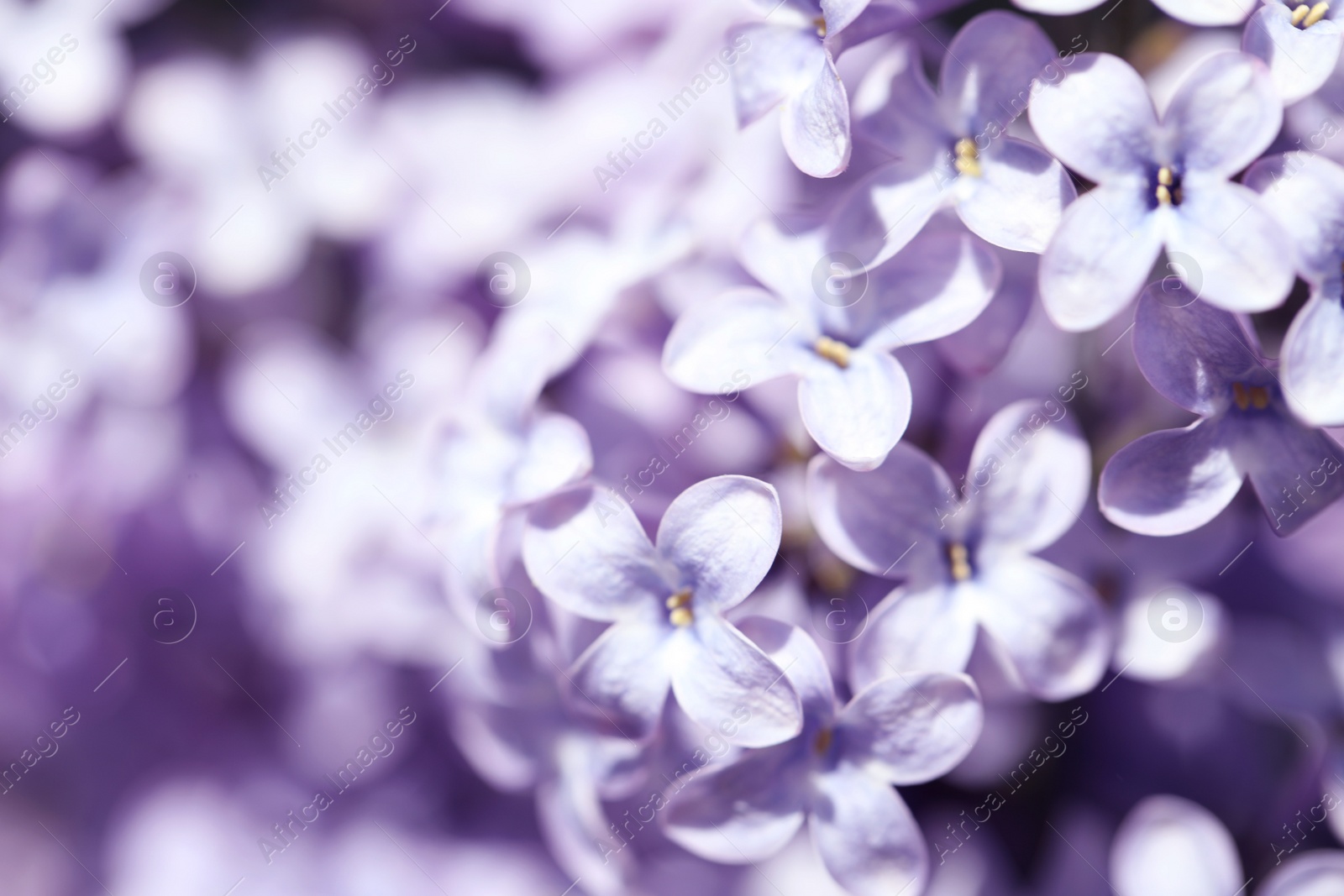 Photo of Closeup view of beautiful blooming lilac shrub outdoors