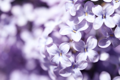 Closeup view of beautiful blooming lilac shrub outdoors