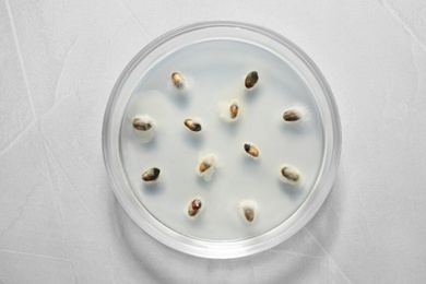Germination and energy analysis of wheat grains in Petri dish on light table, top view. Laboratory research