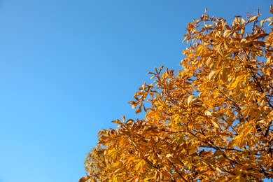 Photo of Beautiful autumn tree with bright leaves against sky. Space for text