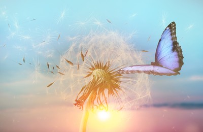 Image of Beautiful butterfly and delicate fluffy dandelion at sunset 