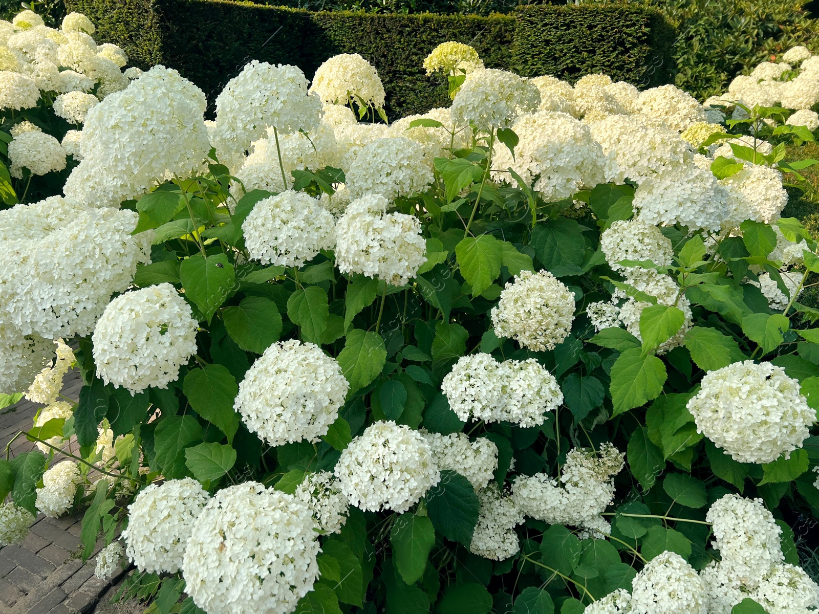 Photo of Blooming hortensia shrub with beautiful white flowers outdoors
