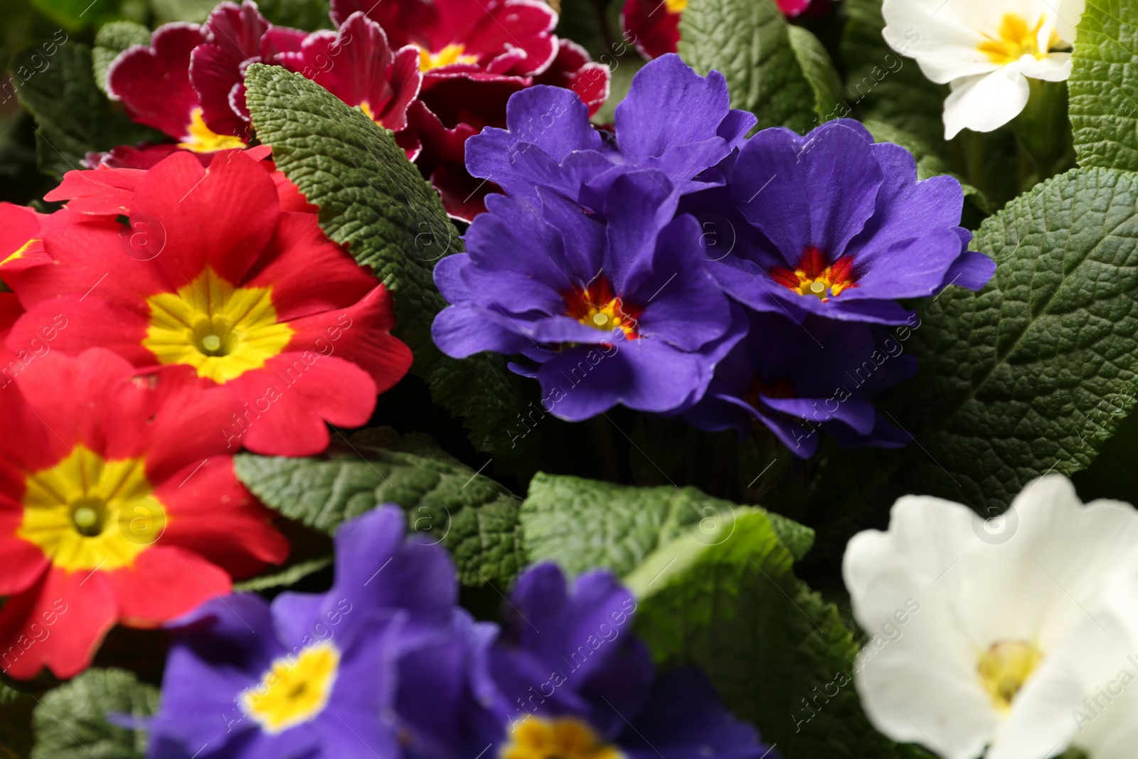 Photo of Beautiful primula (primrose) plants with colorful flowers as background, closeup. Spring blossom