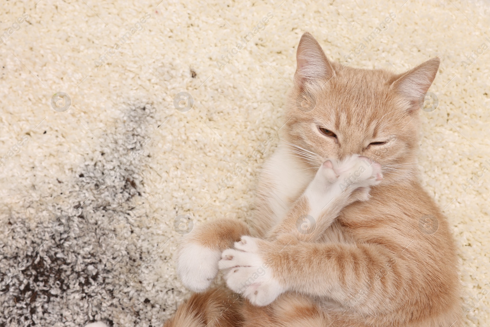 Photo of Cute ginger cat on carpet with scattered soil, top view