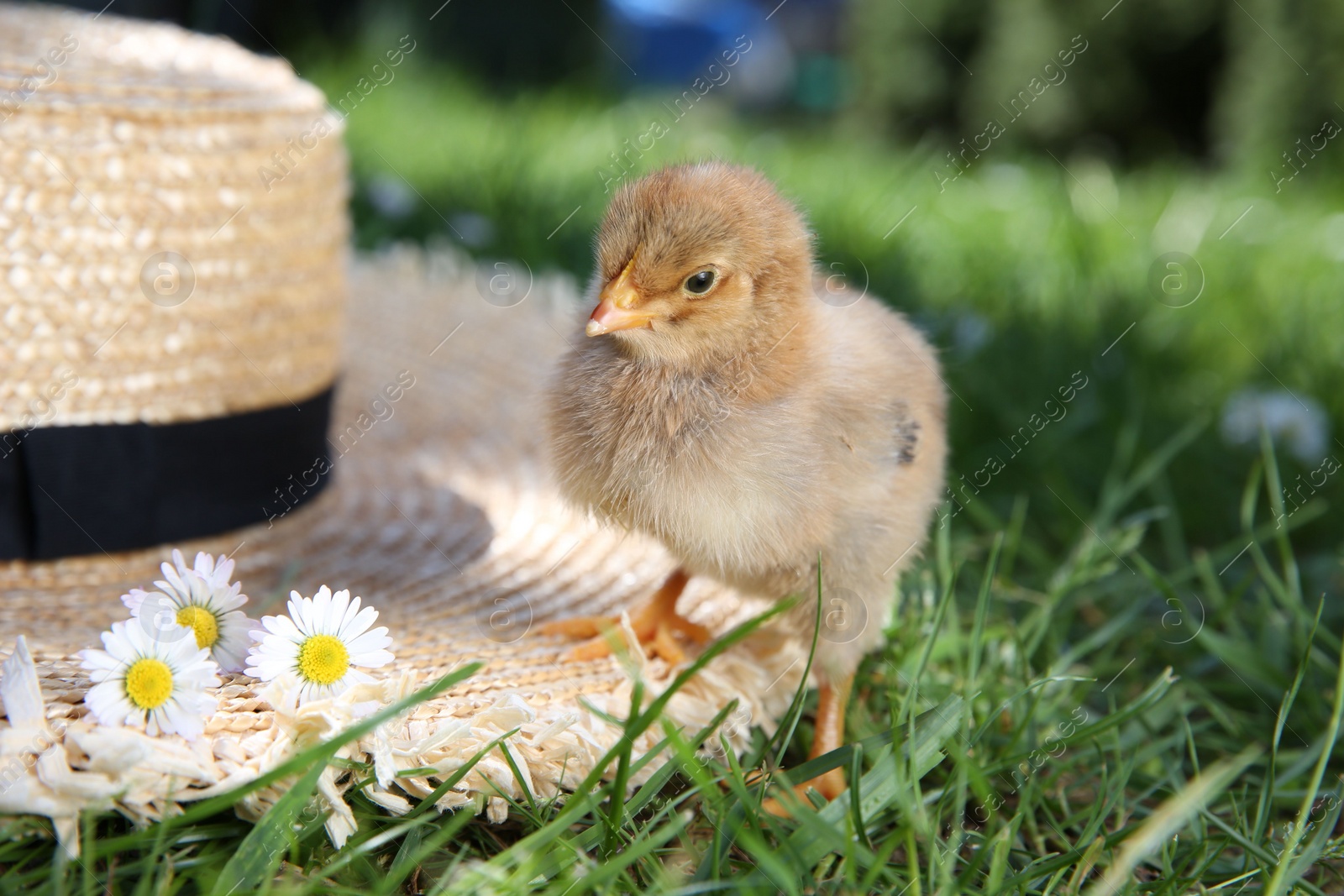 Photo of Cute chick with chamomile flowers and straw hat on green grass outdoors. Baby animal