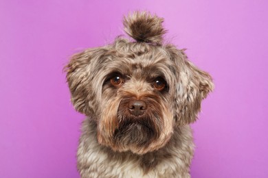 Photo of Cute Maltipoo dog on violet background. Lovely pet