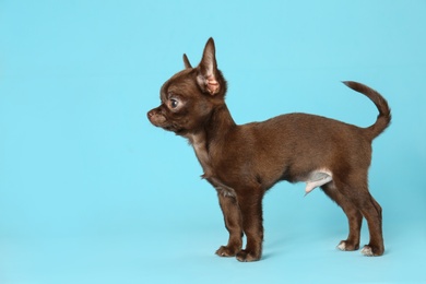 Photo of Cute small Chihuahua dog on light blue background