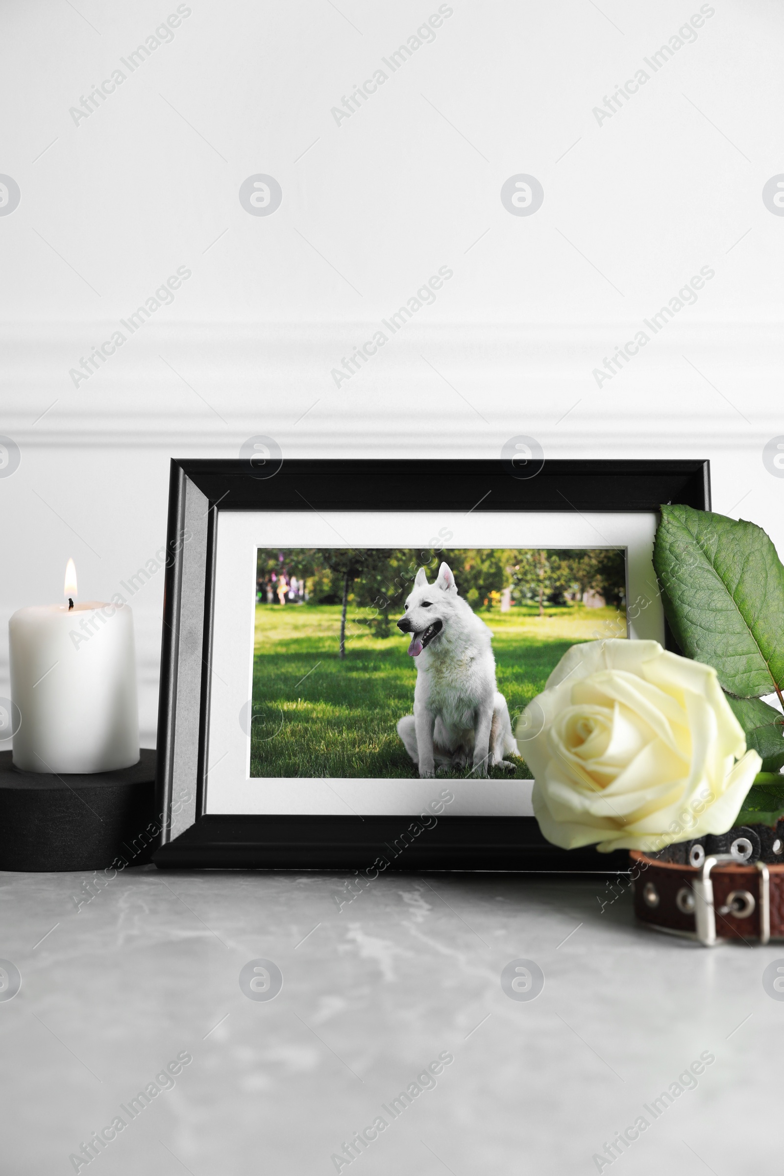 Photo of Frame with picture of dog, collar, burning candle and rose flower on light grey table. Pet funeral