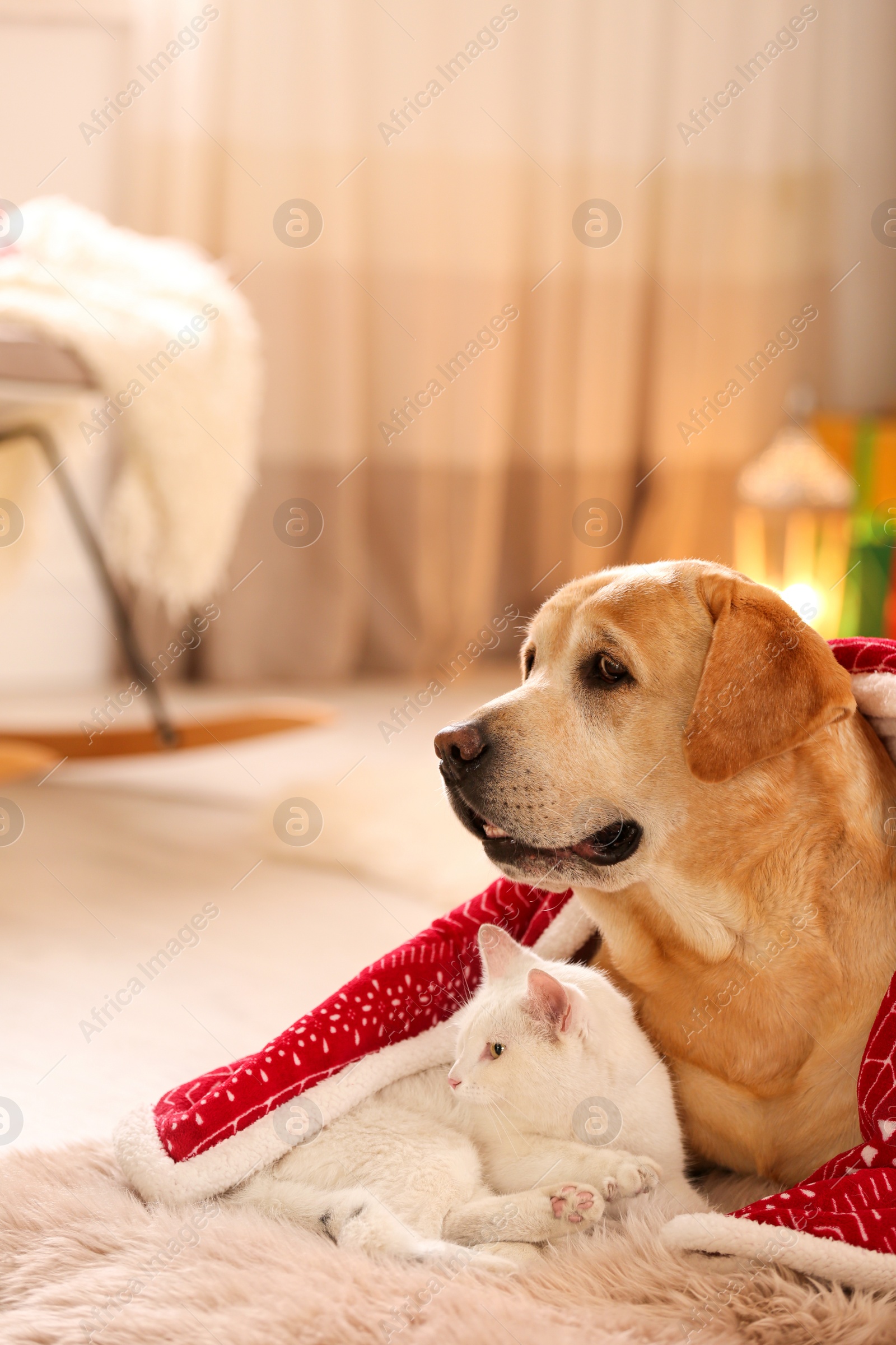 Photo of Adorable dog and cat together under blanket at room decorated for Christmas. Cute pets