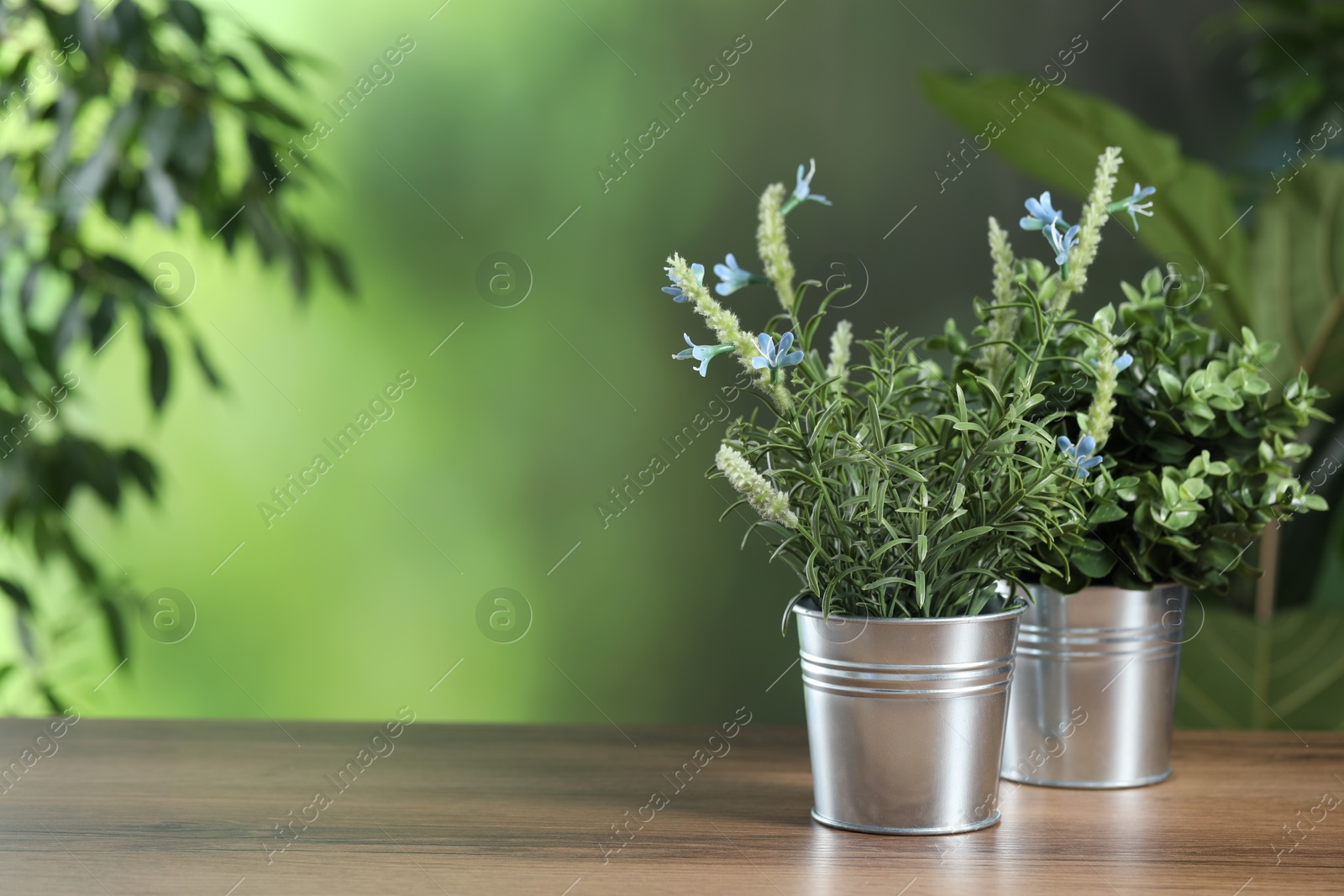 Photo of Fresh blooming blue lavender flowers and oregano growing in pots on wooden table outdoors, space for text