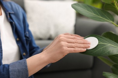 Woman wiping leaves of beautiful houseplant with cotton pad indoors, closeup