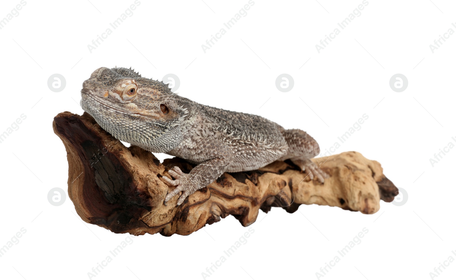 Photo of Bearded lizard (Pogona barbata) and tree branch isolated on white. Exotic pet