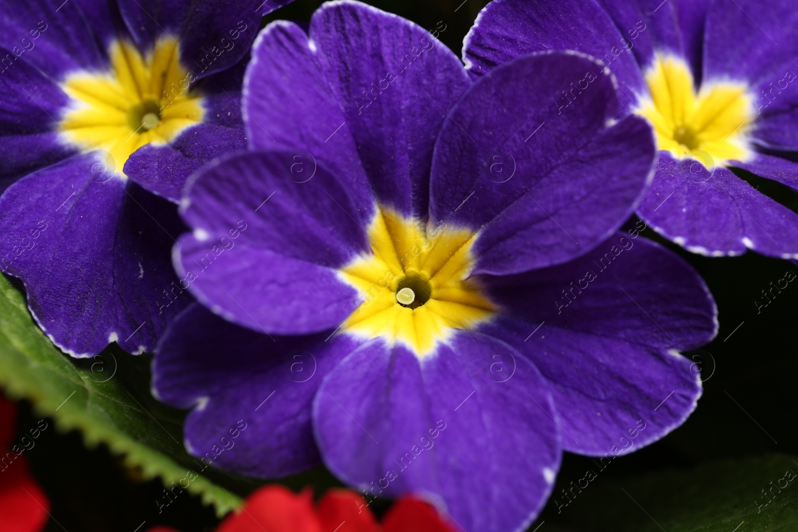 Photo of Beautiful primula (primrose) plant with purple flowers, above view. Spring blossom