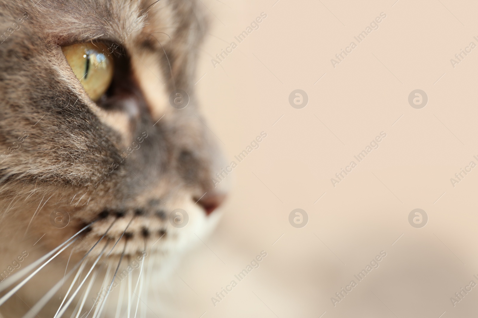 Photo of Adorable Maine Coon cat on blurred background, closeup. Space for text