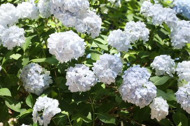 Photo of Beautiful hortensia flowers growing in park on sunny day
