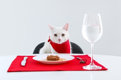 Photo of Cute cat sitting at served dining table against white background