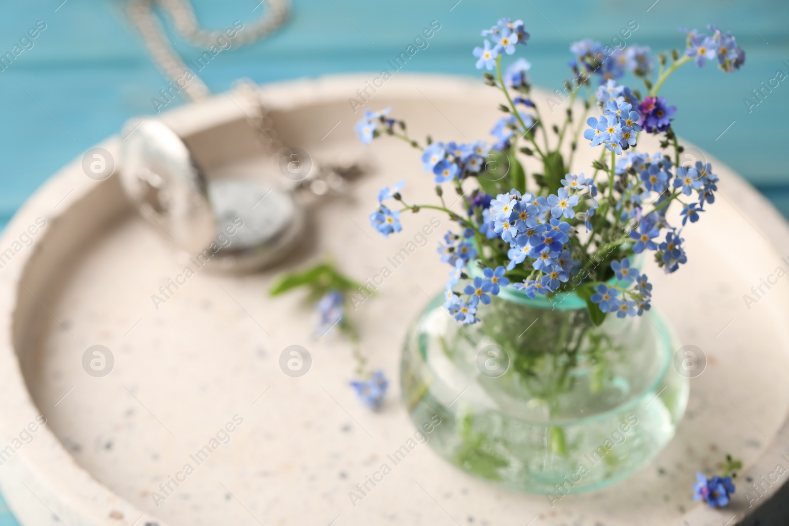 Photo of Beautiful Forget-me-not flowers in vase on tray