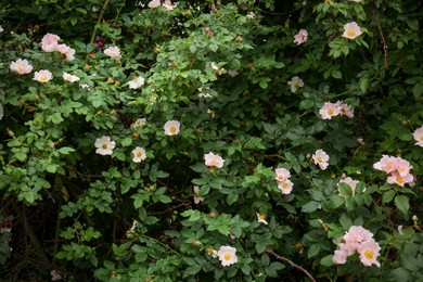 Photo of Big beautiful blooming rose hip bush outdoors