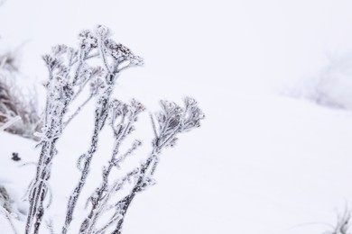 Photo of Dry plants covered with snow outdoors on winter day. Space for text