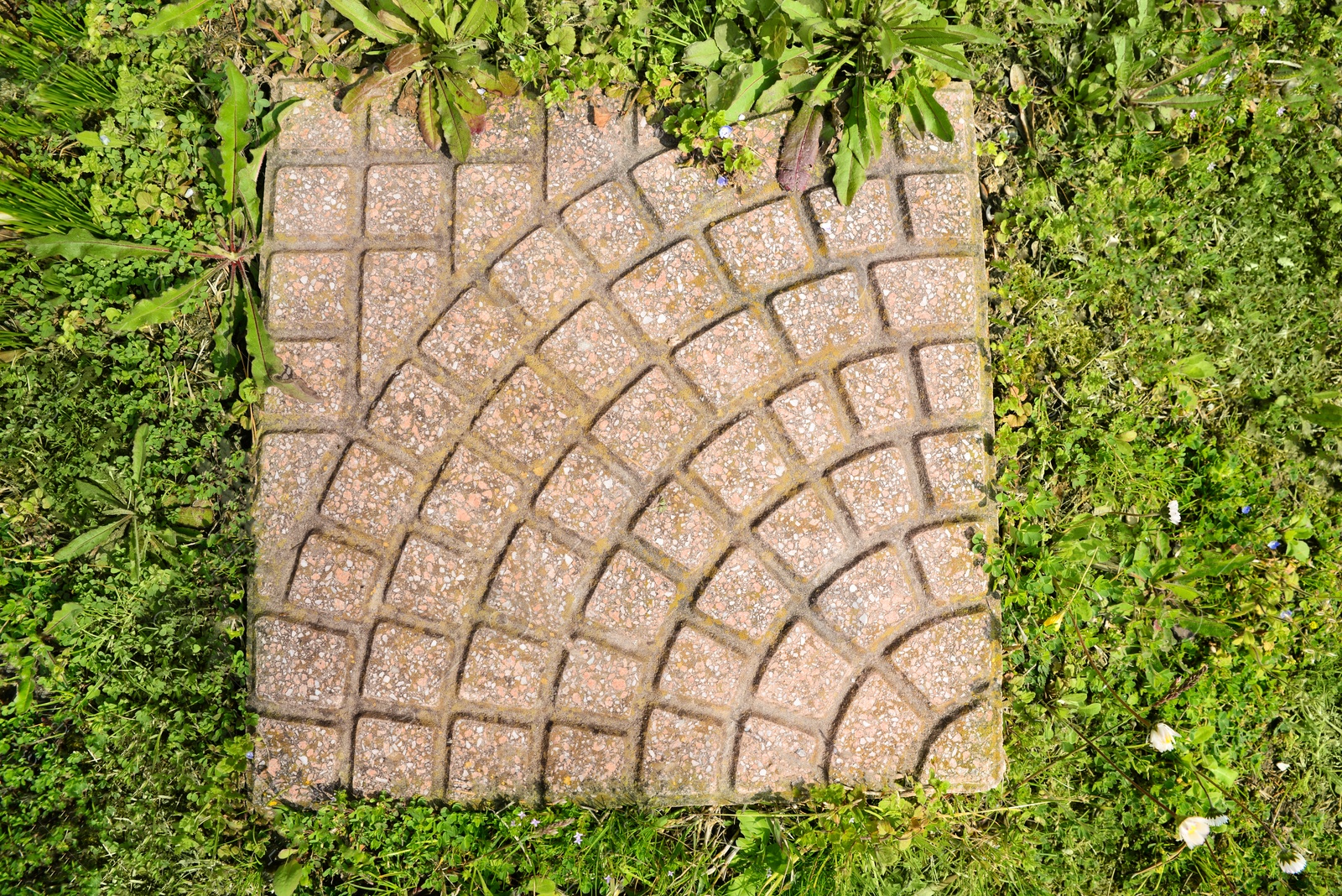 Photo of Fresh green grass and stone tiles outdoors, top view