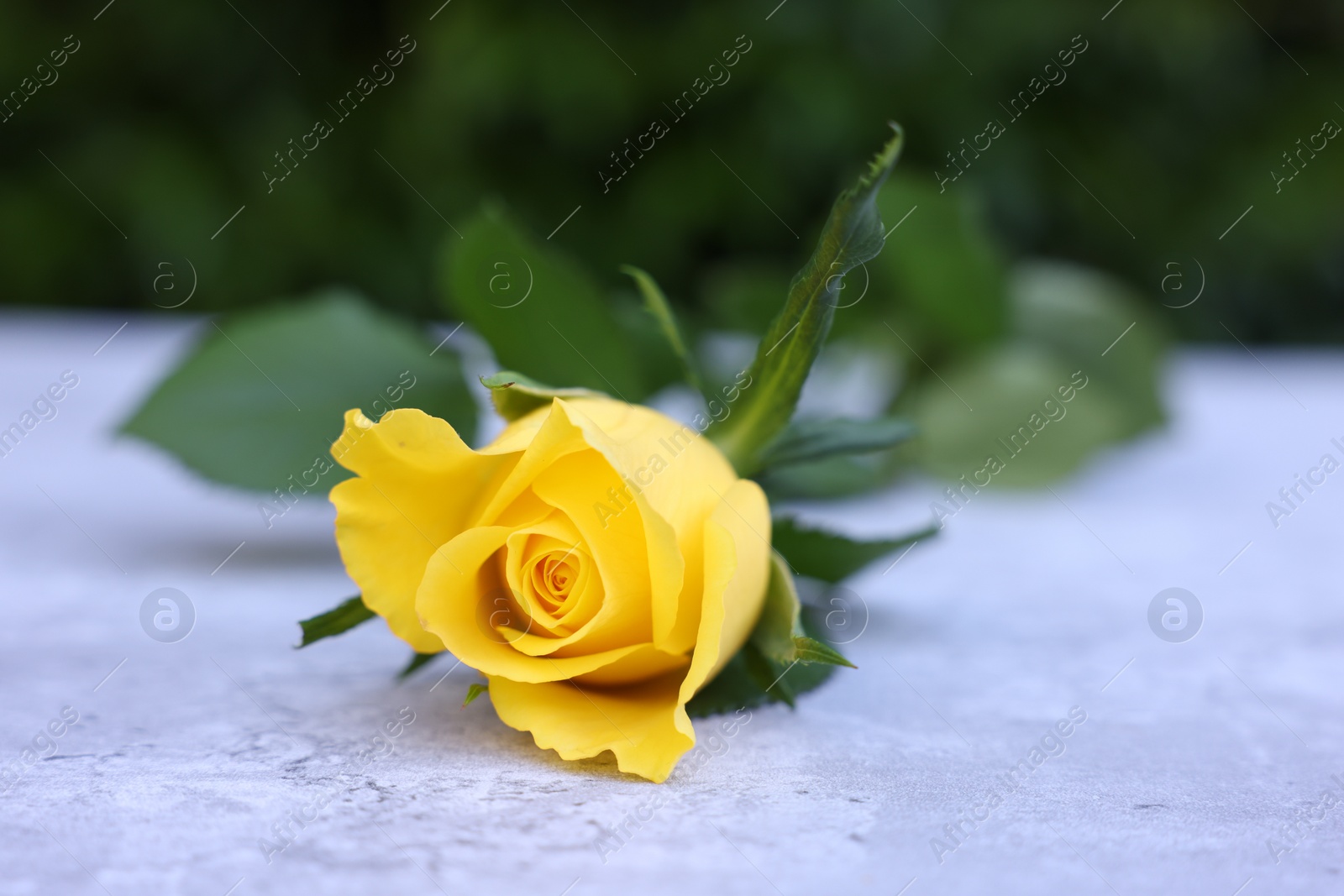 Photo of Beautiful yellow rose on light table outdoors, closeup