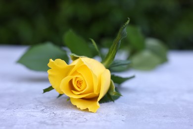 Beautiful yellow rose on light table outdoors, closeup