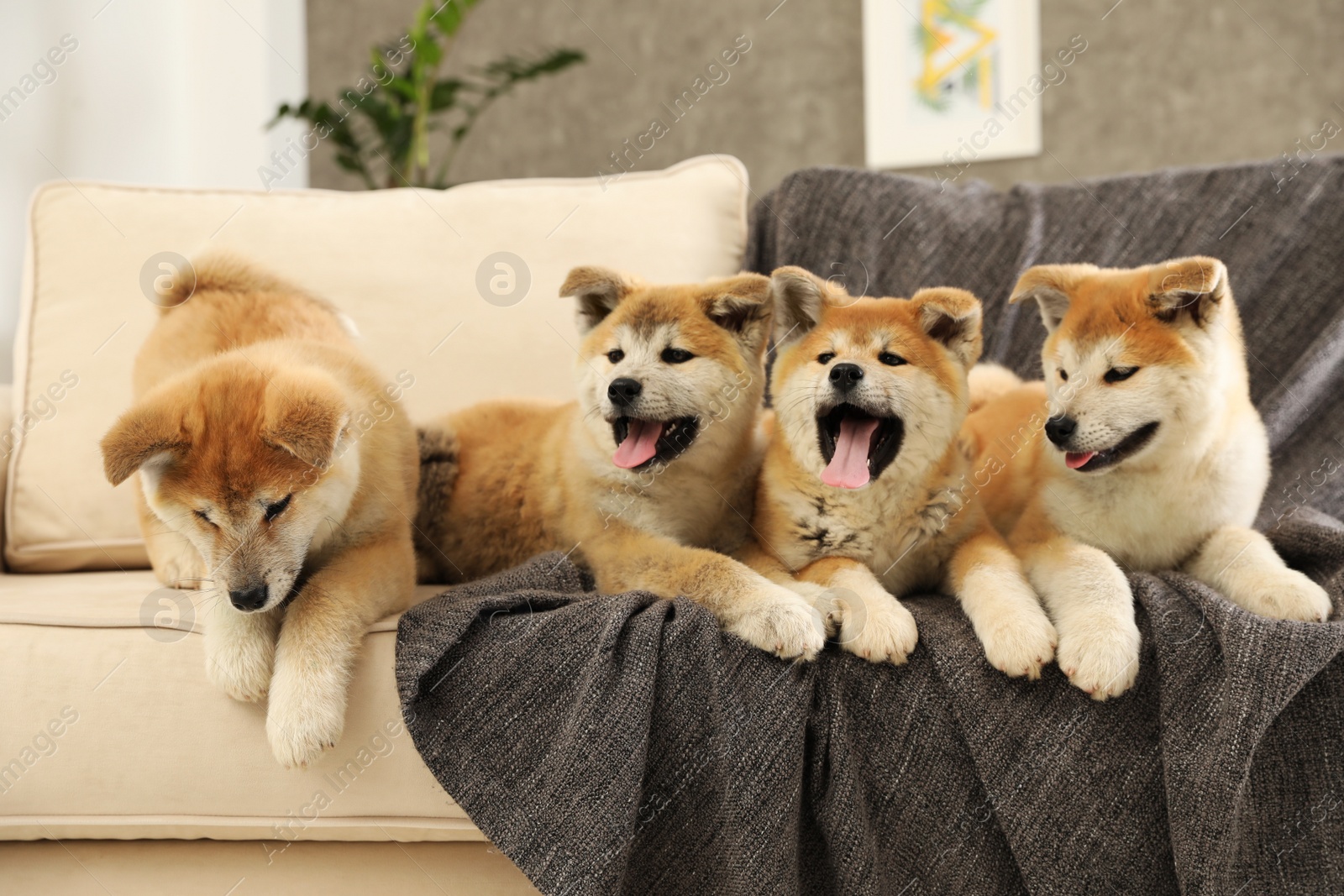 Photo of Cute akita inu puppies on sofa in living room