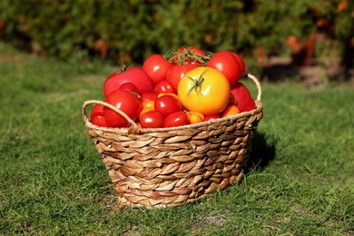 Photo of Wicker basket with fresh tomatoes on green grass outdoors