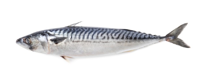 Photo of One tasty raw mackerel isolated on white