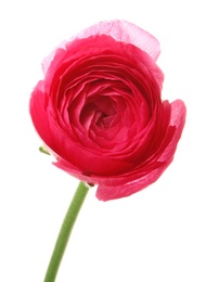 Photo of Beautiful ranunculus flower on white background