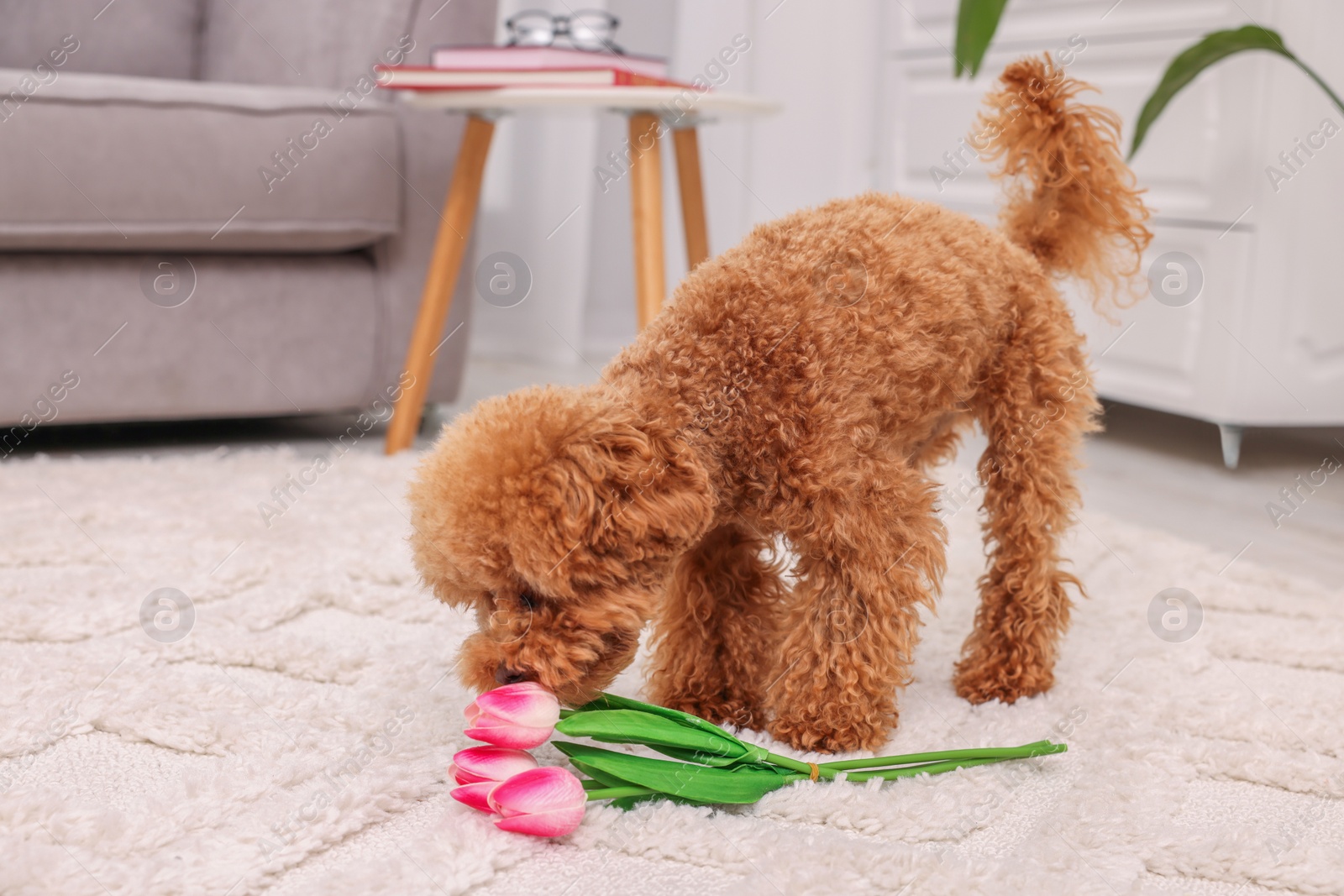 Photo of Cute Maltipoo dog with bouquet of beautiful tulips at home. Lovely pet