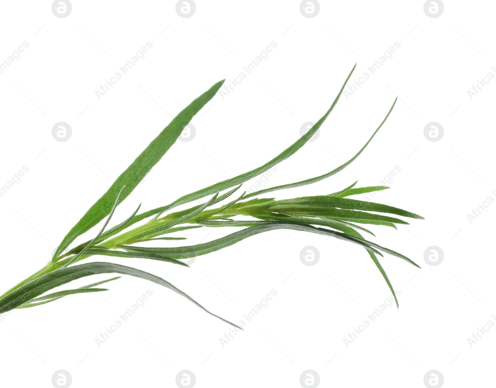 Photo of One sprig of fresh tarragon on white background