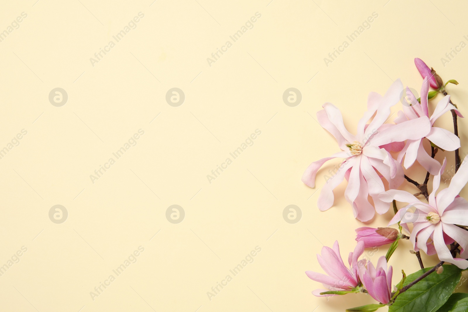 Photo of Magnolia tree branches with beautiful flowers on beige background, flat lay. Space for text