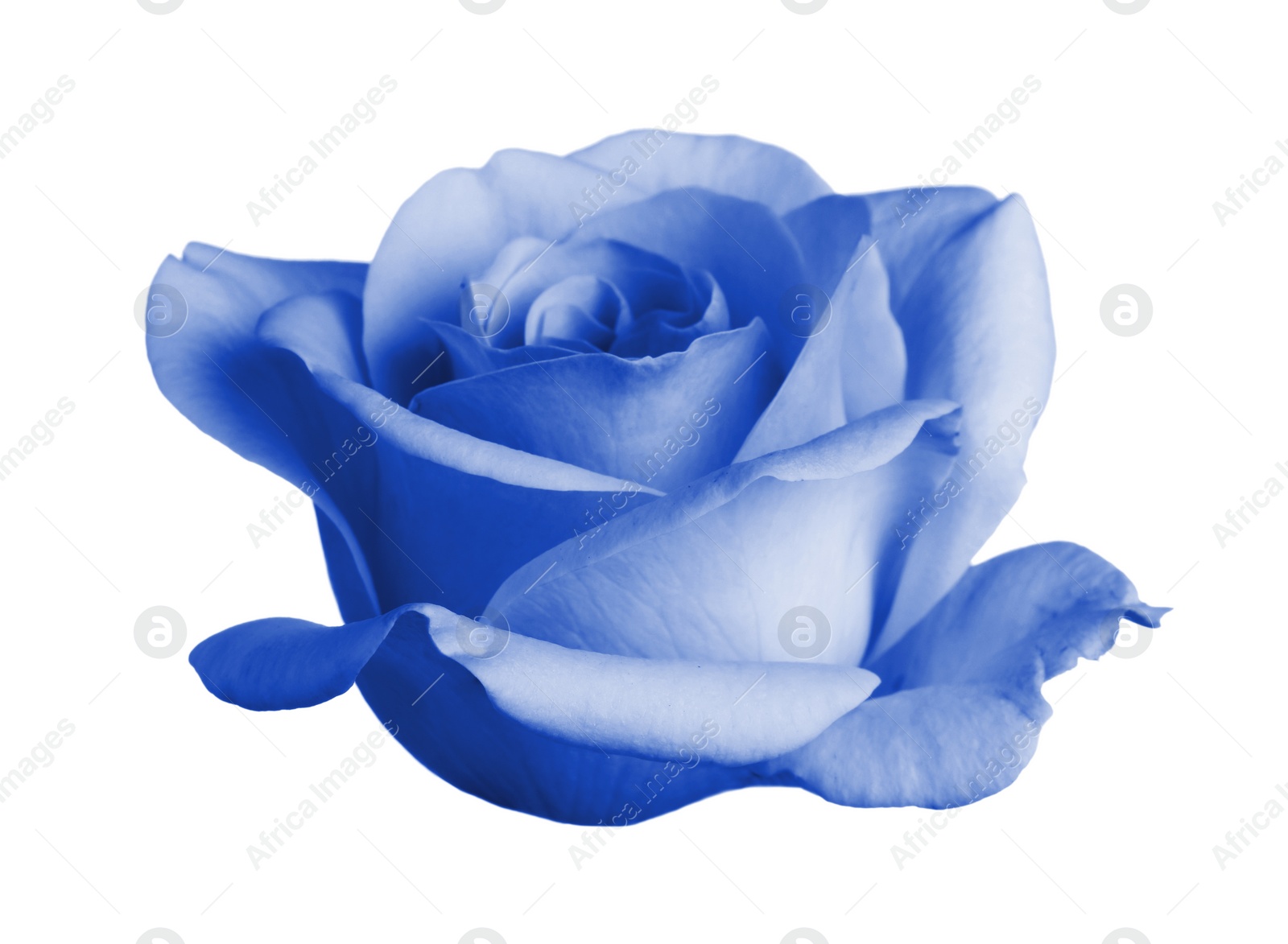 Image of Beautiful blooming light blue rose on white background