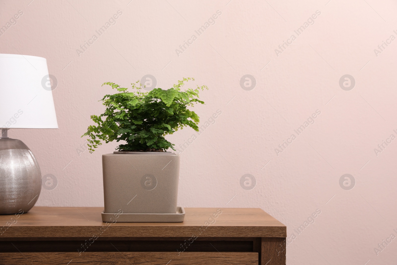 Photo of Beautiful fresh potted fern and lamp on wooden cabinet. Space for text